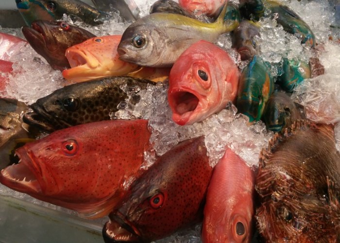 Fish on a pile of ice at a fish market in Tokyo